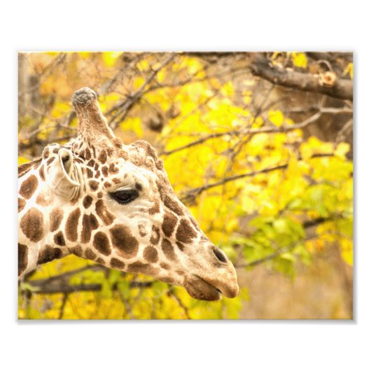 Giraffe en bladeren foto afdruk (Voorkant)
