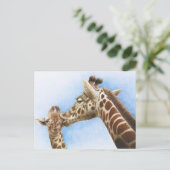 Giraffe en kalf Briefkaart (Staand voorkant)