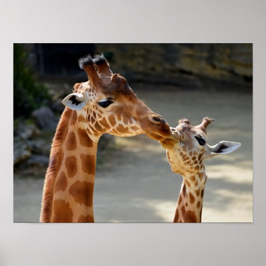 Giraffe en zijn baby poster (Voorkant)