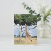 Giraffe eten briefkaart (Staand voorkant)