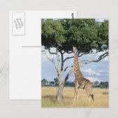 Giraffe eten briefkaart (Voorkant / Achterkant)