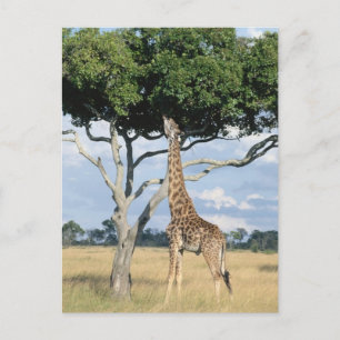 Giraffe eten briefkaart