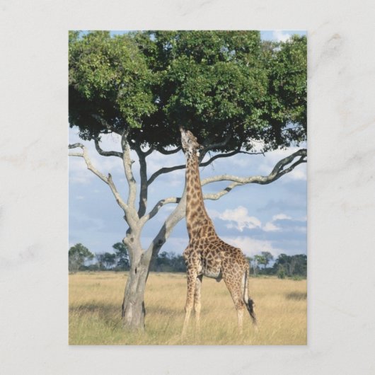 Giraffe eten briefkaart (Voorkant)
