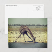 giraffe etosha briefkaart (Voorkant / Achterkant)