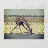 giraffe etosha briefkaart (Voorkant)