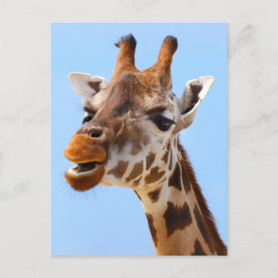 Giraffe Face Close Up Fotografie Briefkaart