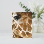 Giraffe Face Closeup | Foto Natuur van wilde diere Briefkaart (Staand voorkant)