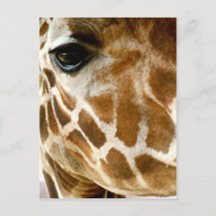 Giraffe Face Closeup   Foto Natuur van wilde diere Briefkaart