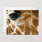 Giraffe Face | Foto van de dierentuin Wilde Dieren Briefkaart (Voorkant / Achterkant)