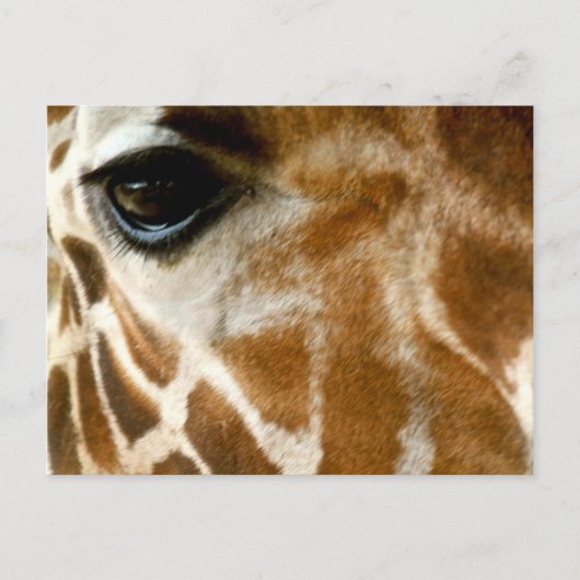 Giraffe Face | Foto van de dierentuin Wilde Dieren Briefkaart (Voorkant)