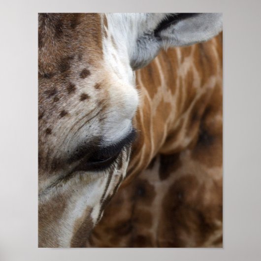 Giraffe Face Poster (Voorkant)