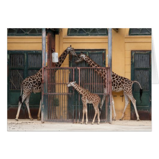 Giraffe Familie (Voorkant Horizontaal)