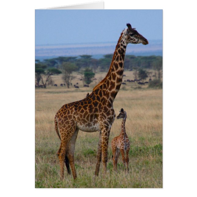 Giraffe familie (Voorkant)