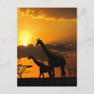 Giraffe Familie 2 Briefkaart