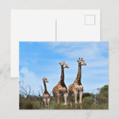 Giraffe Familie Briefkaart (Voorkant / Achterkant)