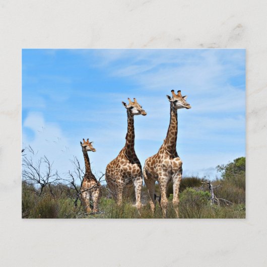 Giraffe Familie Briefkaart (Voorkant)