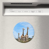 Giraffe familie op grasachtige heuveltop magneet (Insitu (Vaatwasser))