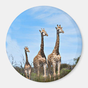 Giraffe familie op grasachtige heuveltop magneet