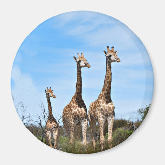 Giraffe familie op grasachtige heuveltop magneet