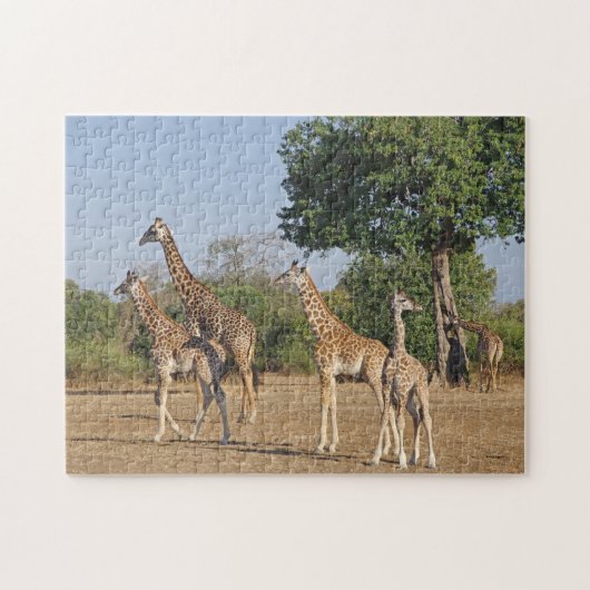 Giraffe familie puzzel (Horizontaal)