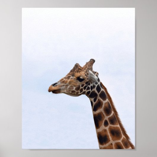 Giraffe Foto 106 Poster (Voorkant)