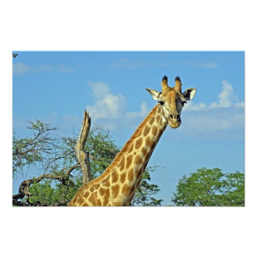 GIRAFFE FOTO AFDRUK (Voorkant)