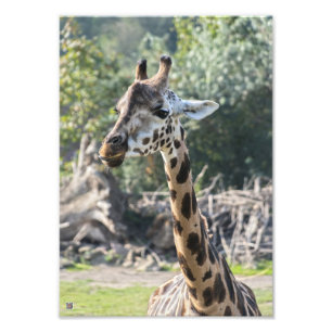 Giraffe Foto Afdruk