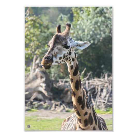 Giraffe Foto Afdruk (Voorkant)