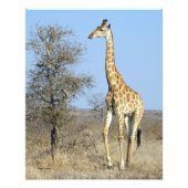 GIRAFFE FOTO AFDRUK (Voorkant)