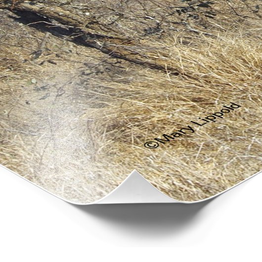 GIRAFFE FOTO AFDRUK (Hoek)