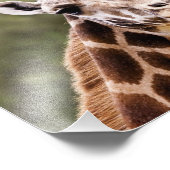 Giraffe Foto Afdruk (Hoek)