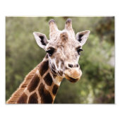 Giraffe Foto Afdruk (Voorkant)