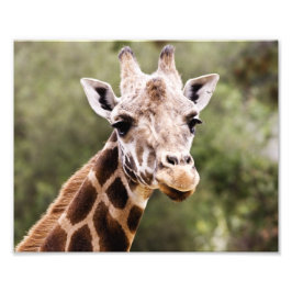 Giraffe Foto Afdruk