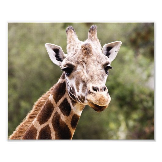 Giraffe Foto Afdruk (Voorkant)