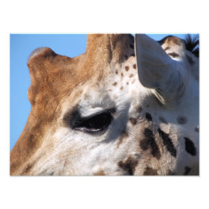 GIRAFFE FOTO AFDRUK