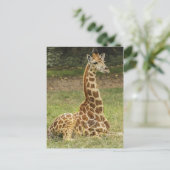 Giraffe Foto Briefkaart (Staand voorkant)