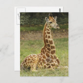 Giraffe Foto Briefkaart (Voorkant / Achterkant)