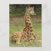 Giraffe Foto Briefkaart (Voorkant)