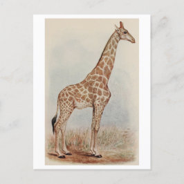 Giraffe Foto Briefkaart