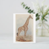  Giraffe Foto Briefkaart (Staand voorkant)