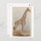  Giraffe Foto Briefkaart (Voorkant / Achterkant)