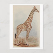  Giraffe Foto Briefkaart (Voorkant)
