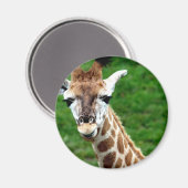 Giraffe foto ronde magneet (Voorkant / Achterkant)