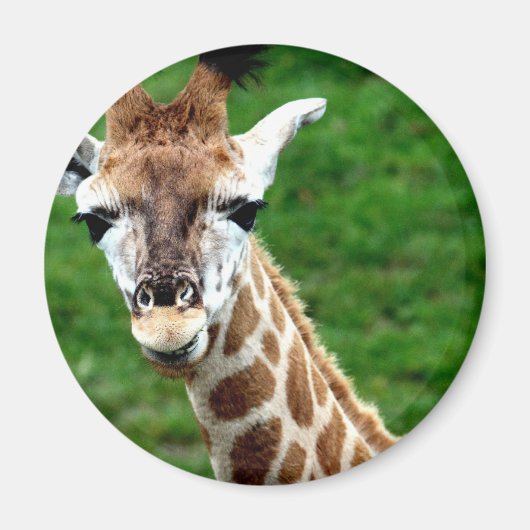 Giraffe foto ronde magneet (Voorkant)