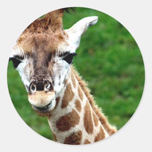 Giraffe Foto Stickers (Voorkant)