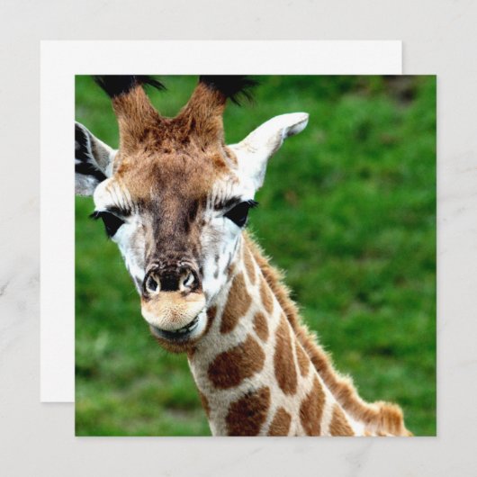 Giraffe Foto Uitnodiging (Voorkant / Achterkant)
