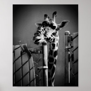 Giraffe Foto - Vintage Stijl Poster