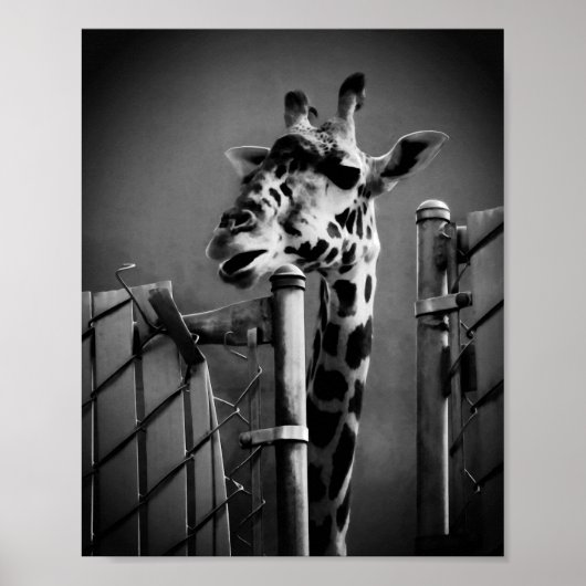 Giraffe Foto - Vintage Stijl Poster (Voorkant)