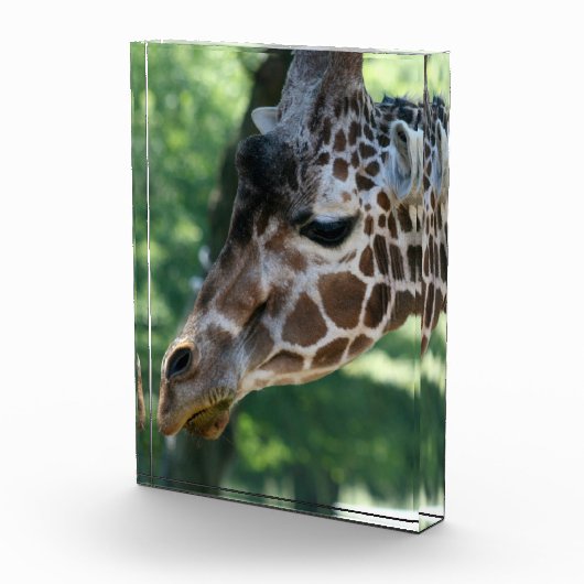 Giraffe fotoblok (Rechts)