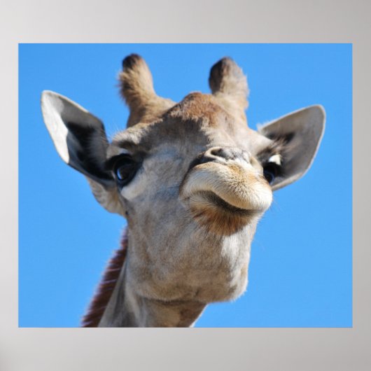 Giraffe fotografie-profiel poster (Voorkant)